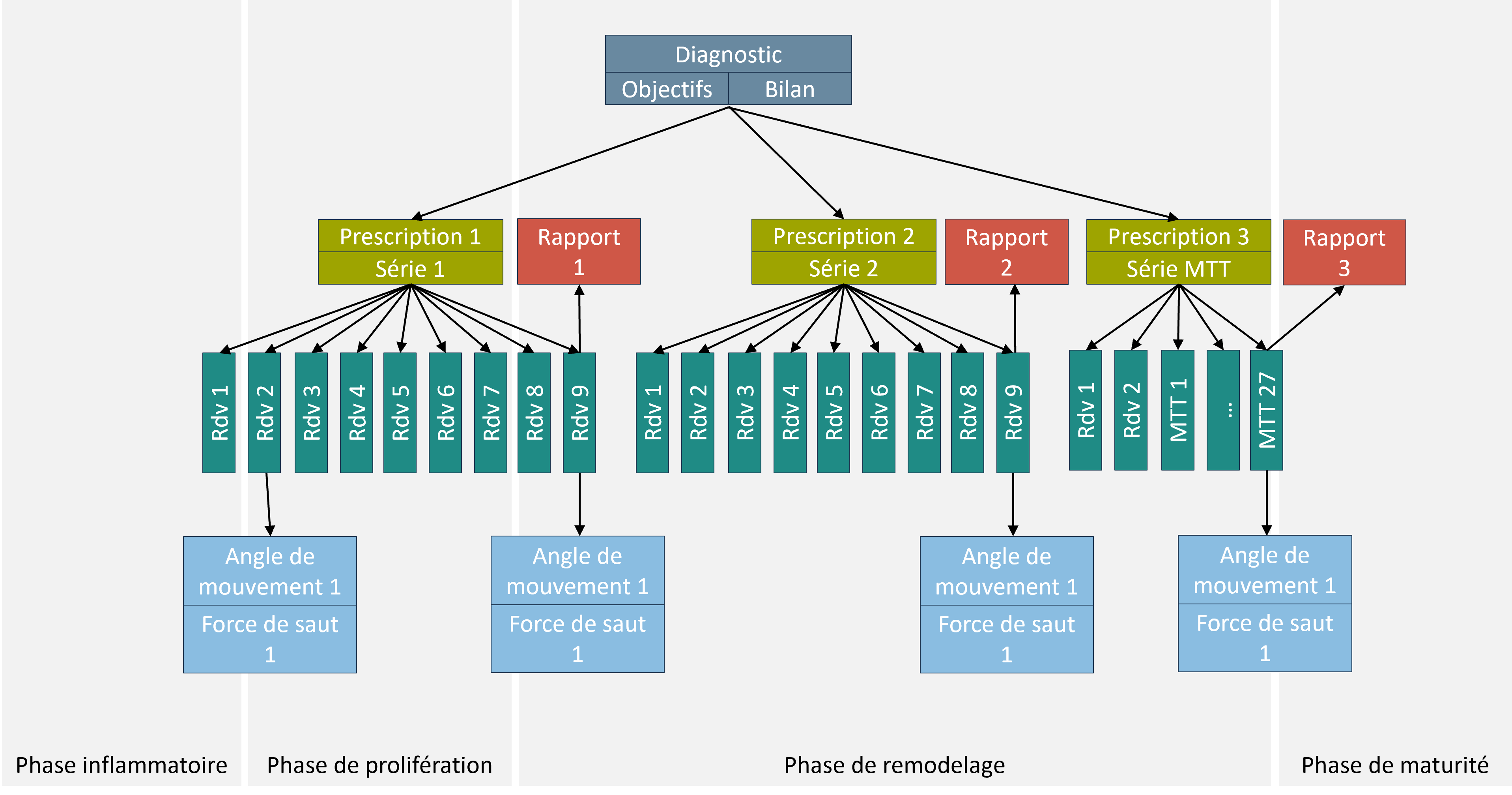 Phases de cicatrisation
